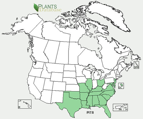 map of Loblolly Pine distribution in North America