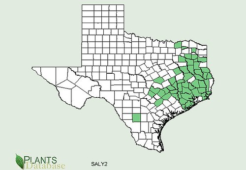 map of Lyreleaf Sage distribution in Texas