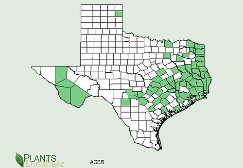 map of Maples distribution in Texas