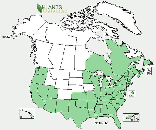 map of Dollarweed distribution in North America