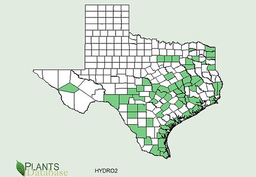 map of Dollarweed distribution in Texas