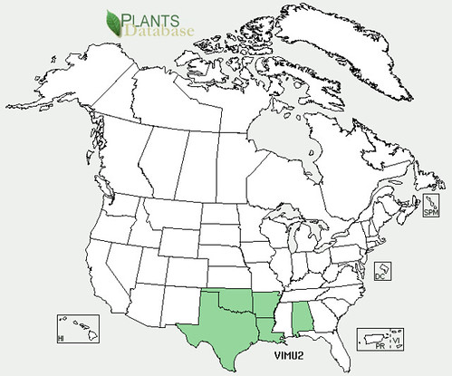 map of Grape - Mustang distribution in North America