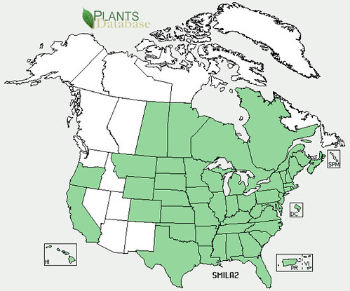 map of Greenbriar/Catbriar distribution in North America
