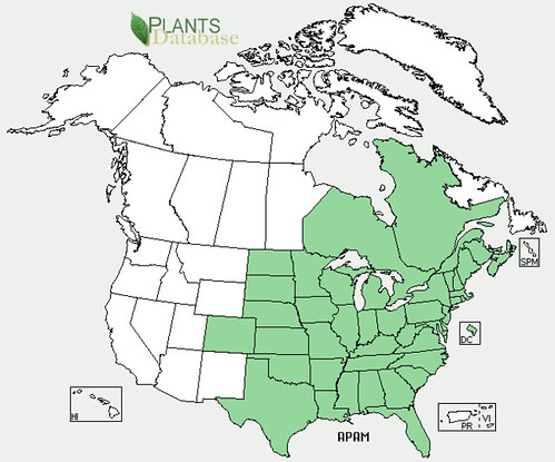 map of Groundnut distribution in North America