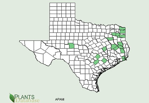map of Groundnut distribution in Texas