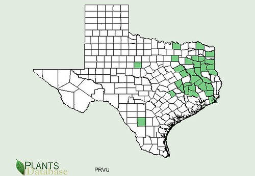map of Heal's All distribution in Texas