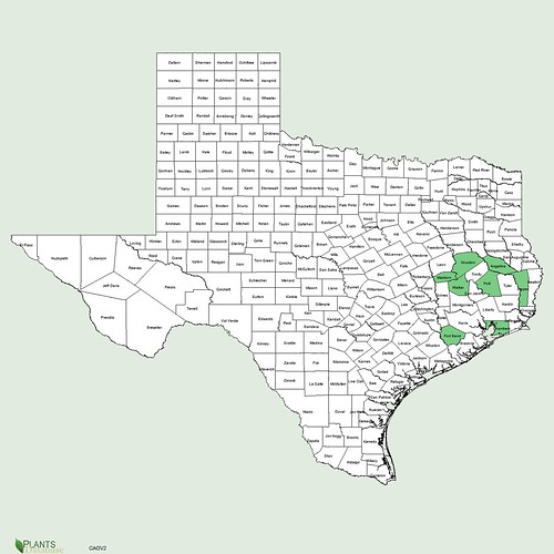 map of Shagbark Hickory distribution in Texas