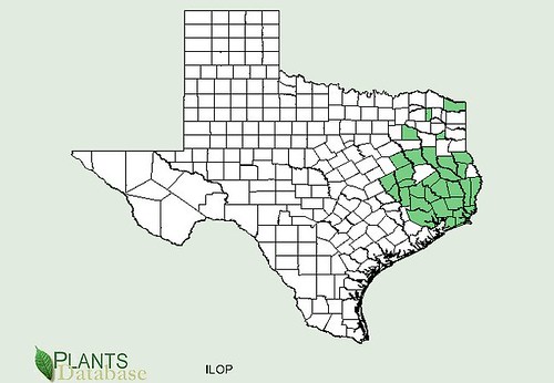 map of Holly - American distribution in Texas