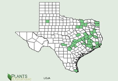 map of Honeysuckle - Japanese distribution in Texas