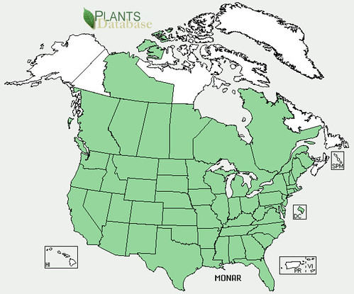 map of Horsemint distribution in North America