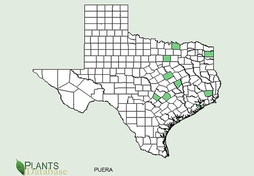 map of Kudzu distribution in Texas