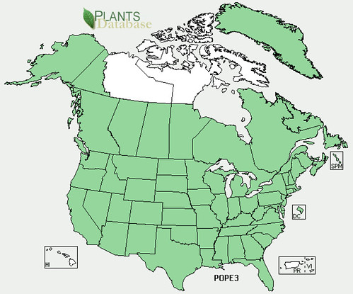 map of Lady's Thumb distribution in North America