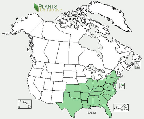 map of Lyreleaf Sage distribution in North America