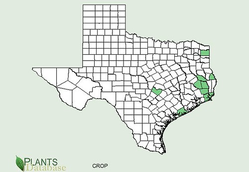 map of Mayhaw distribution in Texas