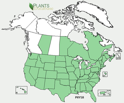 map of Ground Cherry distribution in North America