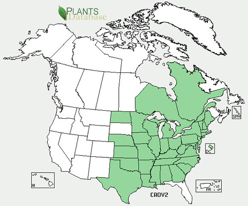 map of Shagbark Hickory distribution in North America