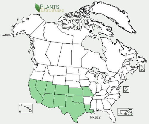 map of Honey Mesquite distribution in North America