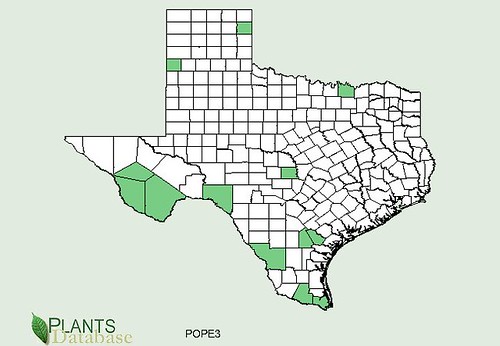 map of Lady's Thumb distribution in Texas