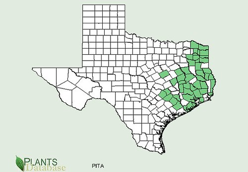 map of Loblolly Pine distribution in Texas