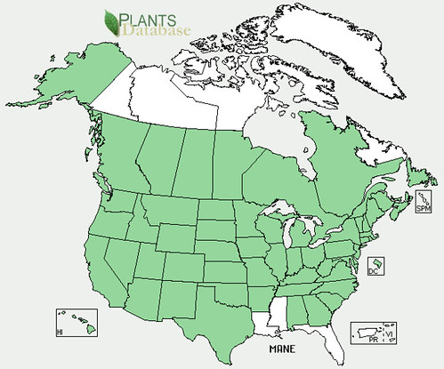 map of Mallow - Neglecta distribution in North America