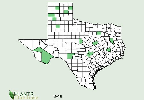 map of Mallow - Neglecta distribution in Texas