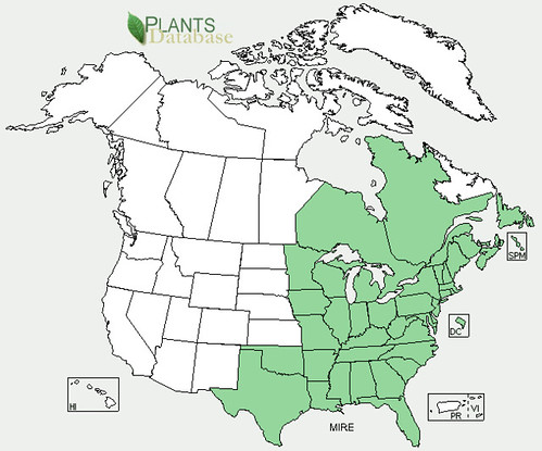 map of Partridgeberry/Squawberry distribution in North America