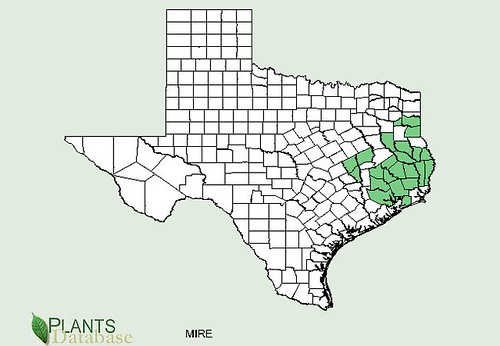 map of Partridgeberry/Squawberry distribution in Texas