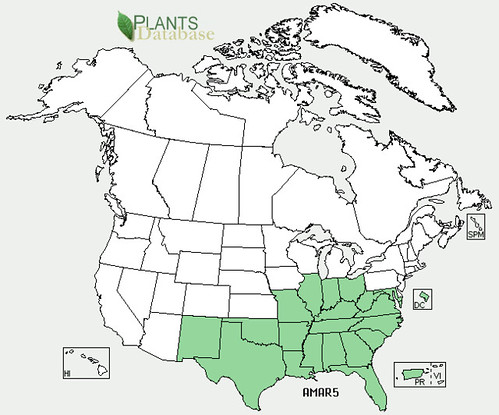 map of Peppervine distribution in North America