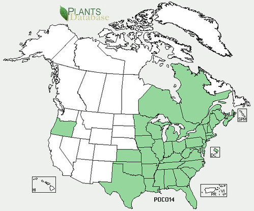 map of Pickerelweed distribution in North America
