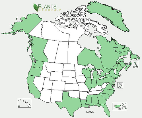 map of Sea Rocket distribution in North America