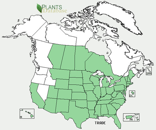 map of Spiderwort distribution in North America