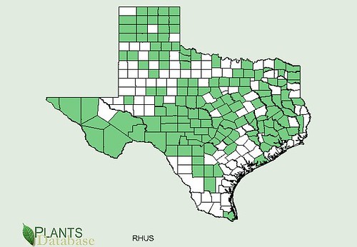 map of Sumac distribution in Texas