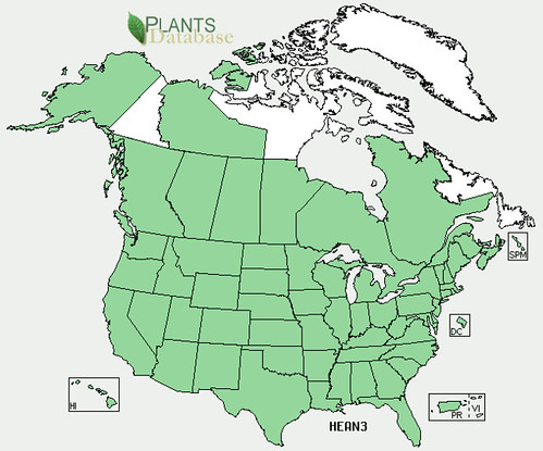 map of Sunflower - Wild distribution in North America