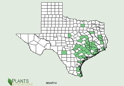 map of Turk's Cap distribution in Texas