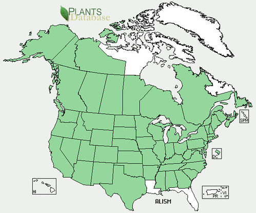 map of Water Plantain distribution in North America