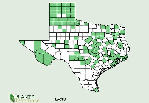 map of Wild Lettuce distribution in Texas