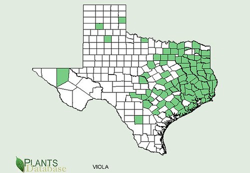 map of Wild Violet distribution in Texas