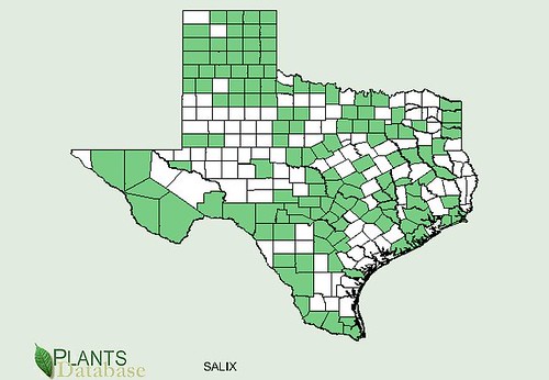 map of Willow distribution in Texas