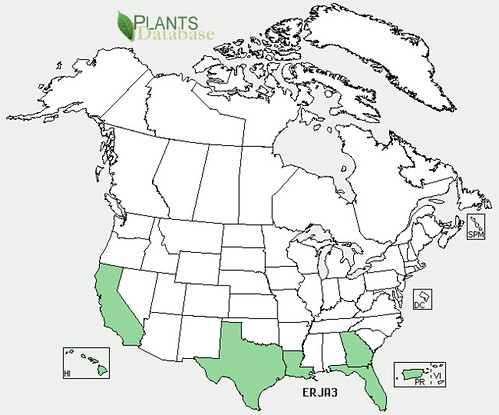 map of Loquat distribution in North America