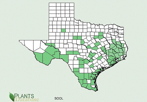 map of Thistle - Sow distribution in Texas