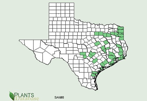 map of Palm - Dwarf Palmetto distribution in Texas