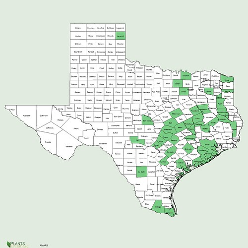 map of Peppervine distribution in Texas