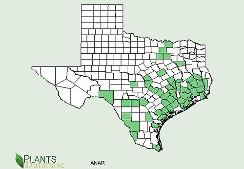map of Pimpernel distribution in Texas