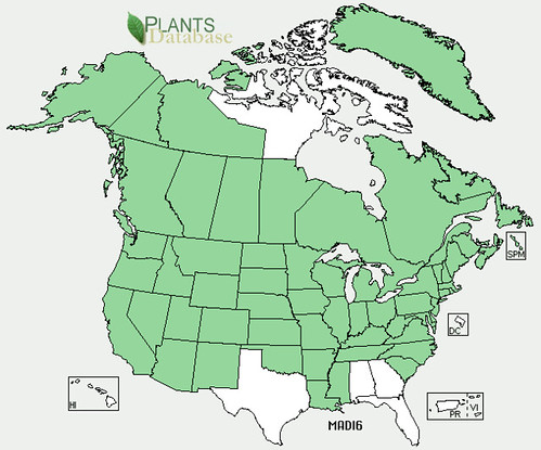 map of Pineapple Weed distribution in North America