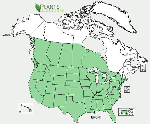 map of Cactus - Prickly Pear distribution in North America