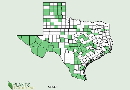 map of Cactus - Prickly Pear distribution in Texas