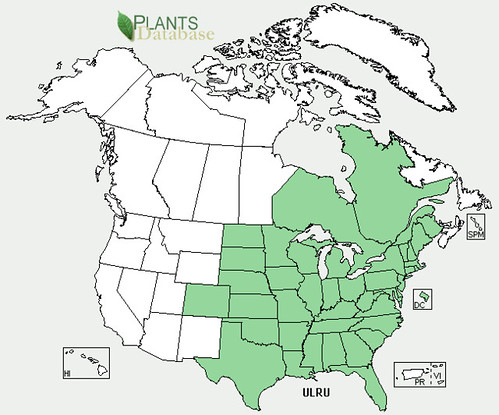 map of Slippery Elm distribution in North America