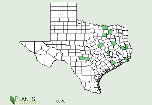 map of Slippery Elm distribution in Texas