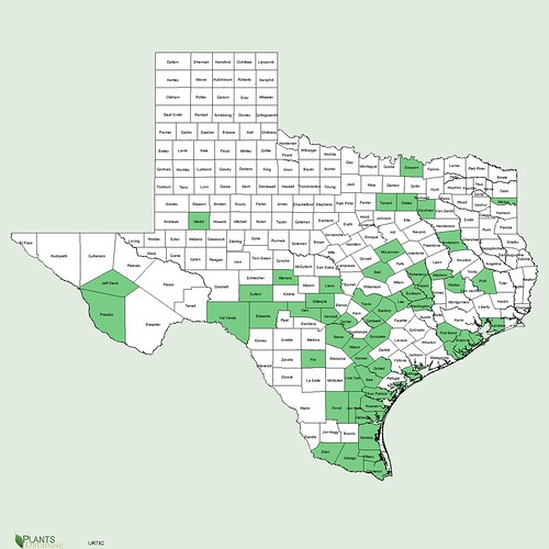 map of Stinging Nettles distribution in Texas