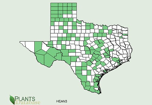 map of Sunflower - Wild distribution in Texas